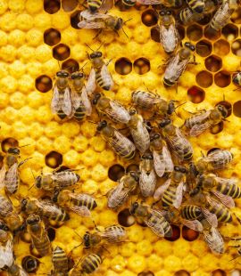 bee products